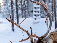 Traditional Lapland Reindeer Safari